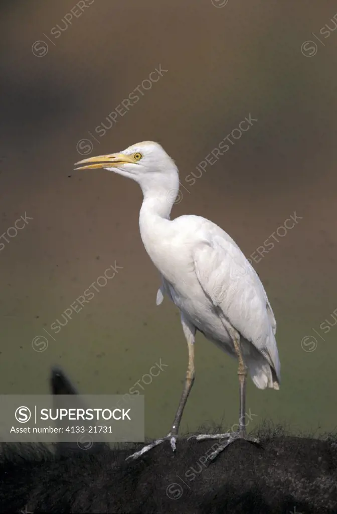 Cattle Egret , Bubulcus ibis , Chobe National Park , Botswana , Africa , adult on back of an African Buffalo with flies