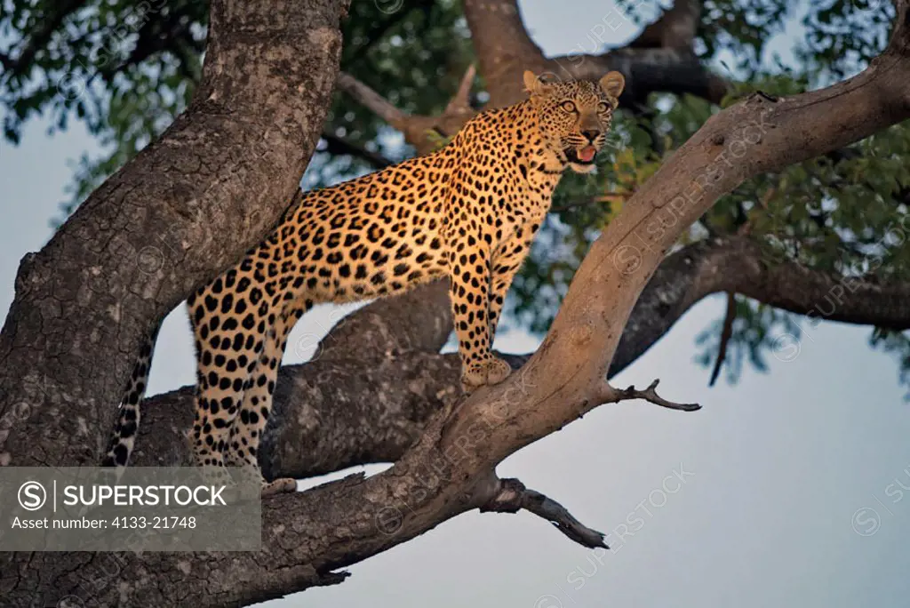 Leopard, Panthera pardus, Sabie Sand Game Reserve, South Africa , Africa, adult female on tree
