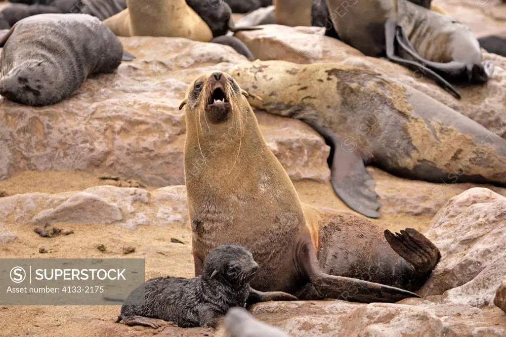 Cape Fur Seal, Arctocephalus pusillus, Cape Cross, Namibia, adult with young calling