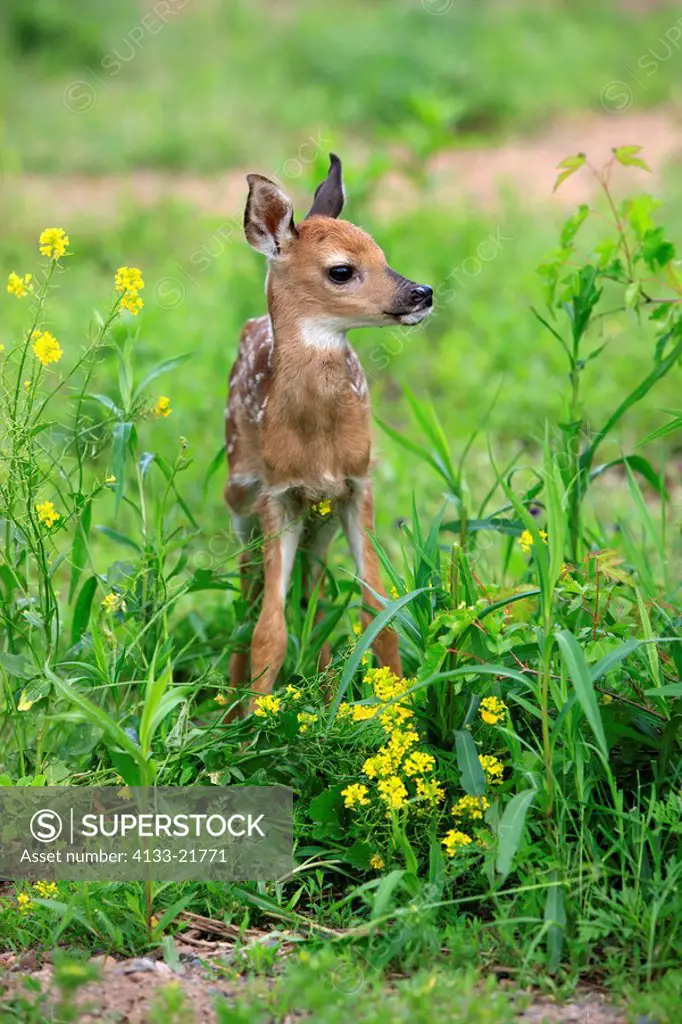White_tailed deer,Odocoileus virginianus,Minnesota,USA,young on meadow