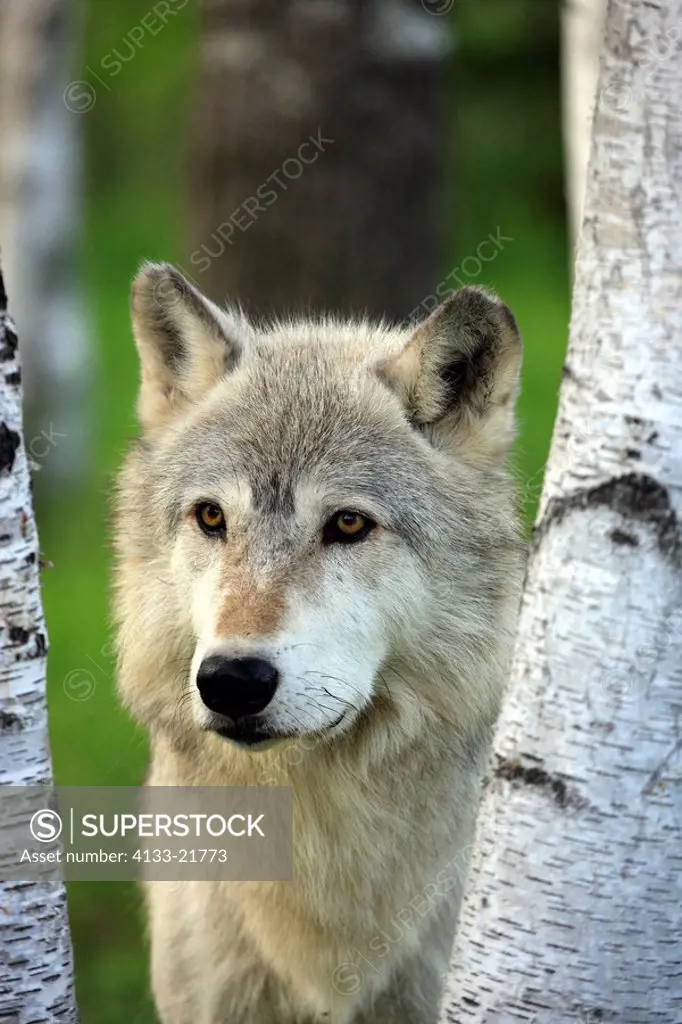 Gray Wolf,Grey Wolf,Canis lupus,Minnesota,USA,adult portrait
