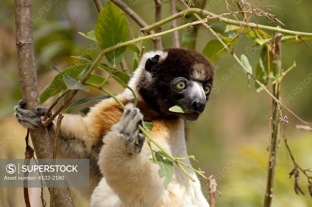 Verreaux`s Sifaka, Propithecus verreauxi coronatus, Madagascar, adult feeding on tree