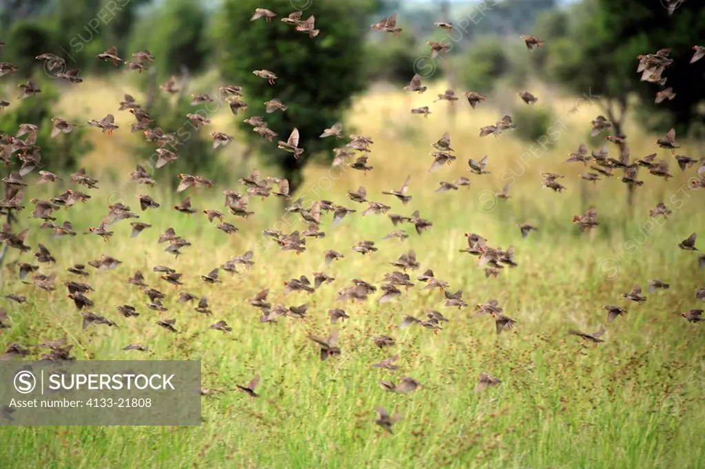 Redbilled Quelea,Quelea quelea,Kruger Nationalpark,South Africa,Africa,flock of birds flying,swarm of birds flying