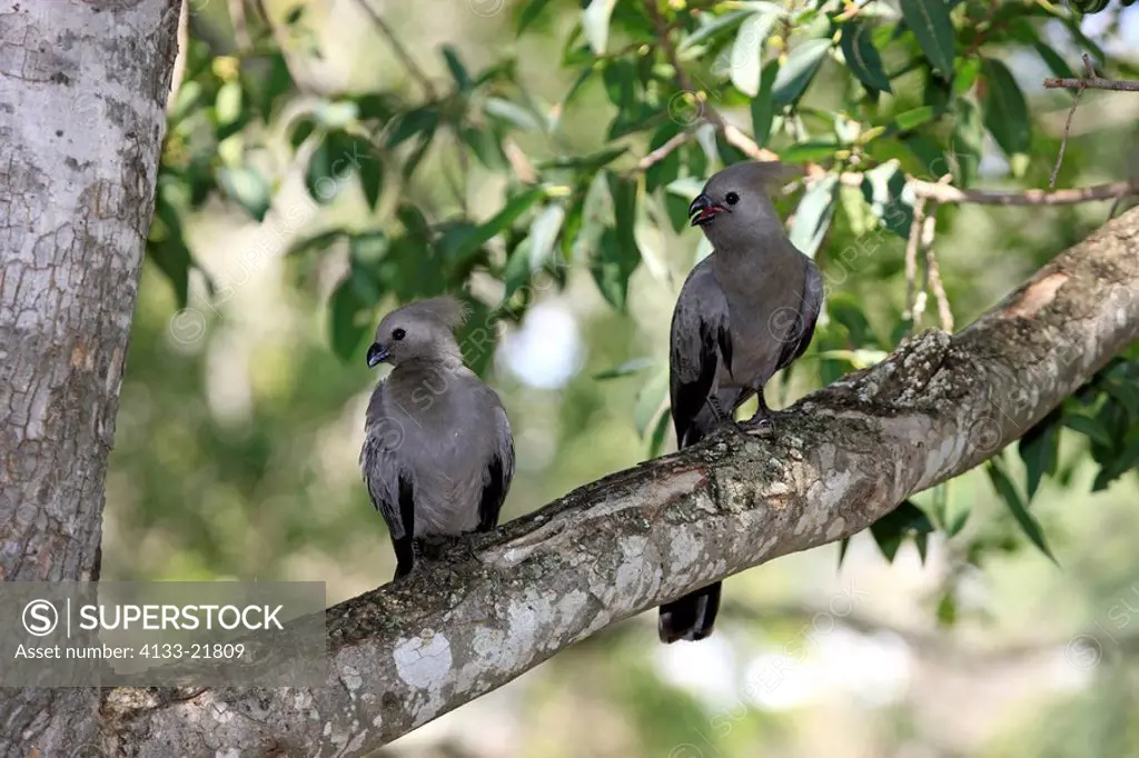 Grey Lourie,Corythaixoides concolor,Kruger Nationalpark,South Africa,Africa,two adults on tree calling