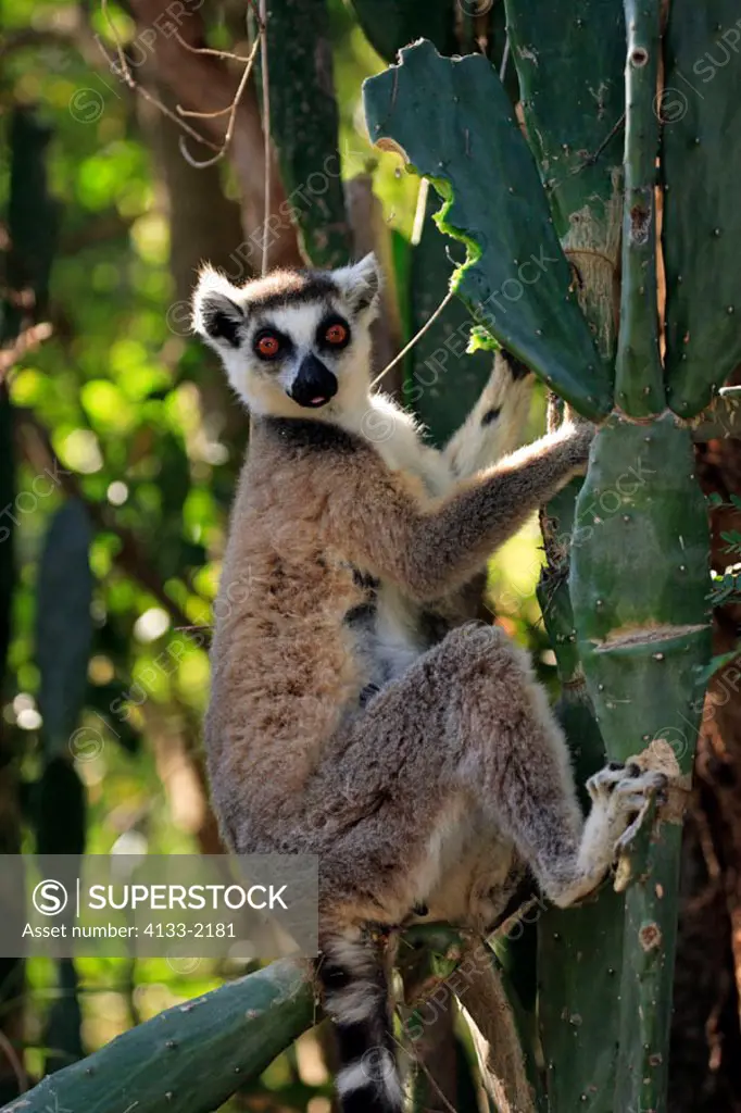 Ring Tailed Lemur, Lemur catta, Berenty Game Reserve, Madagascar, adult female on cactus