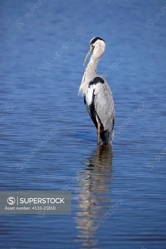 Grey Heron,Ardea cinerea,Kruger Nationalpark,South Africa,Africa,adult in water cleans feathers