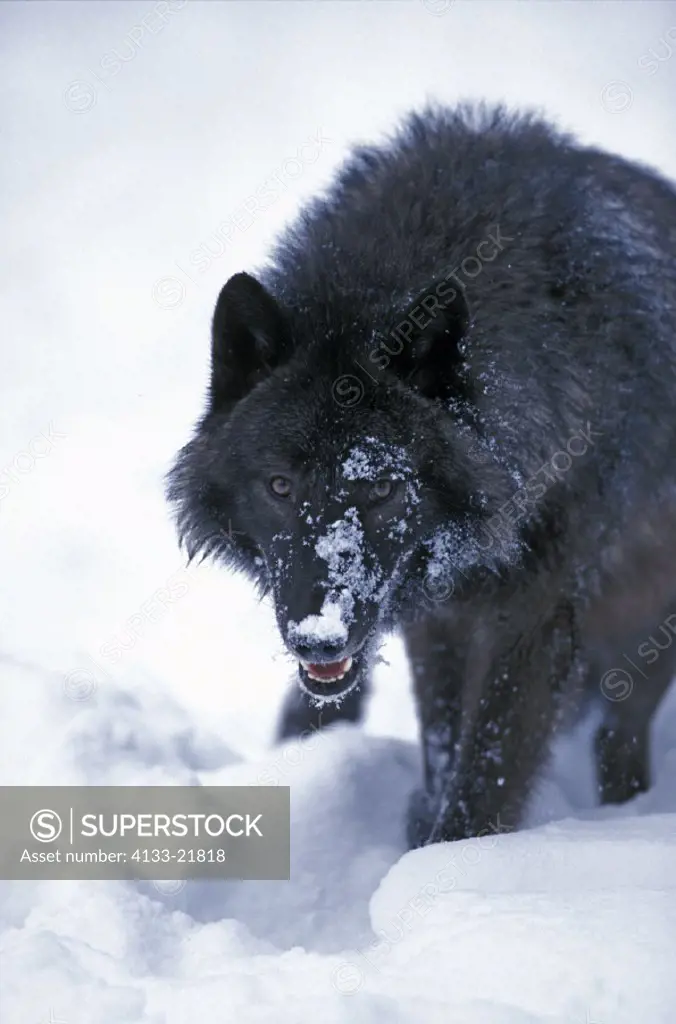 Gray Wolf , Grey Wolf , Timber Wolf , Canis lupus , Montana , USA , America , adult portrait