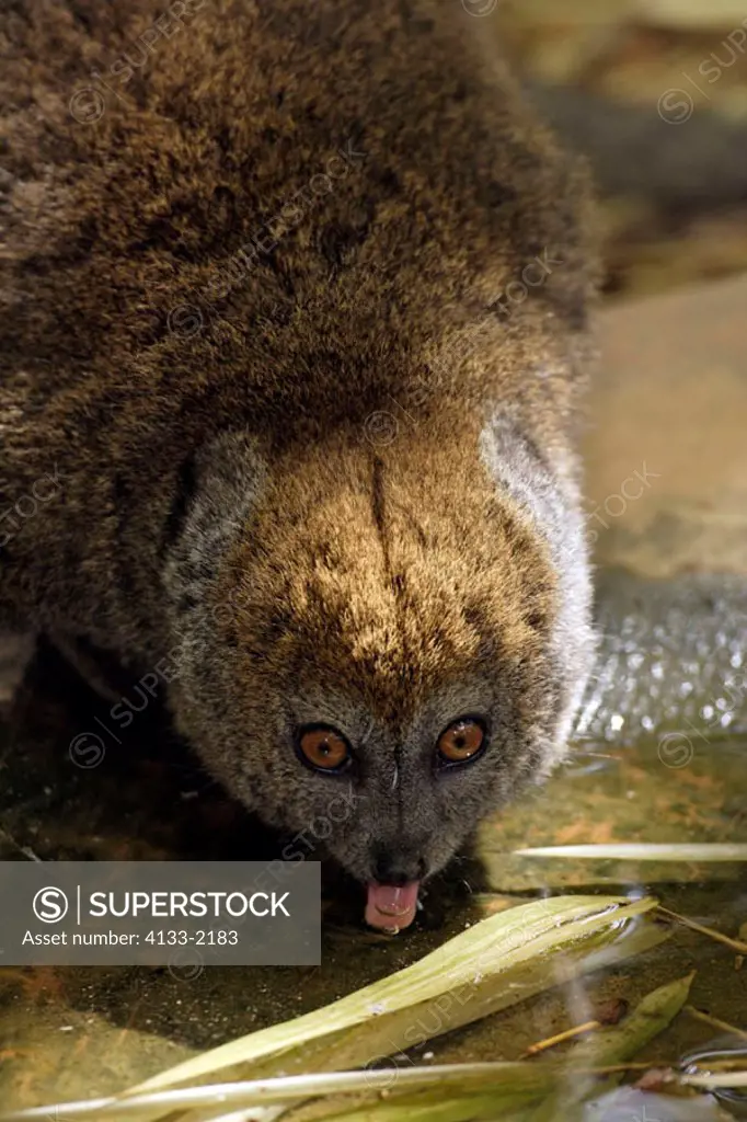 Grey bamboo lemur, Hapalemur griseus, Madagascar, adult drinking portrait