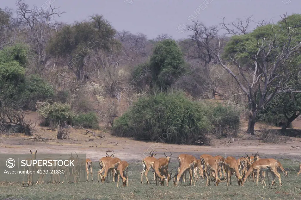 Impala , Aepyceros melampus , Chobe National Park , Botswana , Africa , Adult female Group