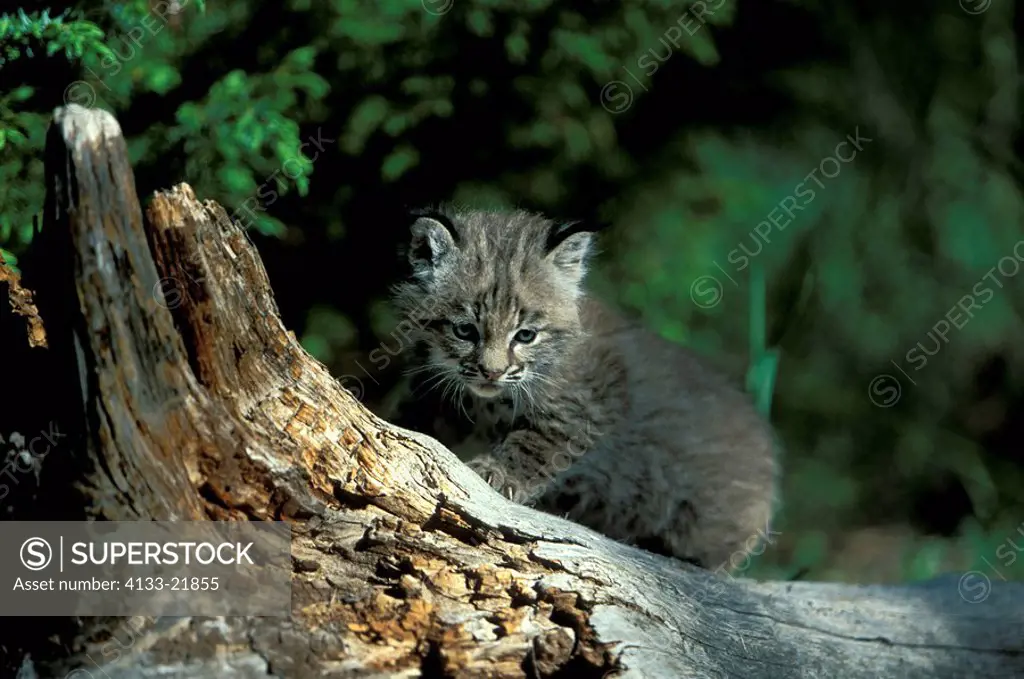 Bobcat,Lynx rufus,Montana,USA,young on log