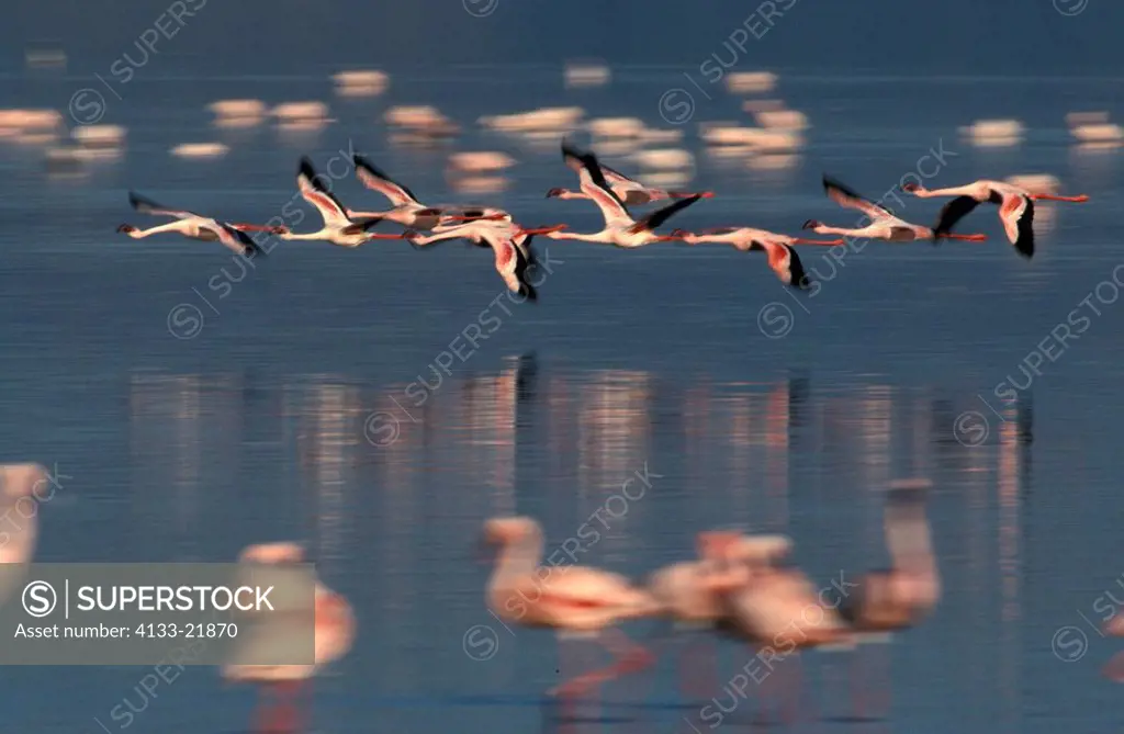 Lesser Flamingo,Phoenicopterus minor,Nakuru Nationalpark,Kenya,Africa,group flying