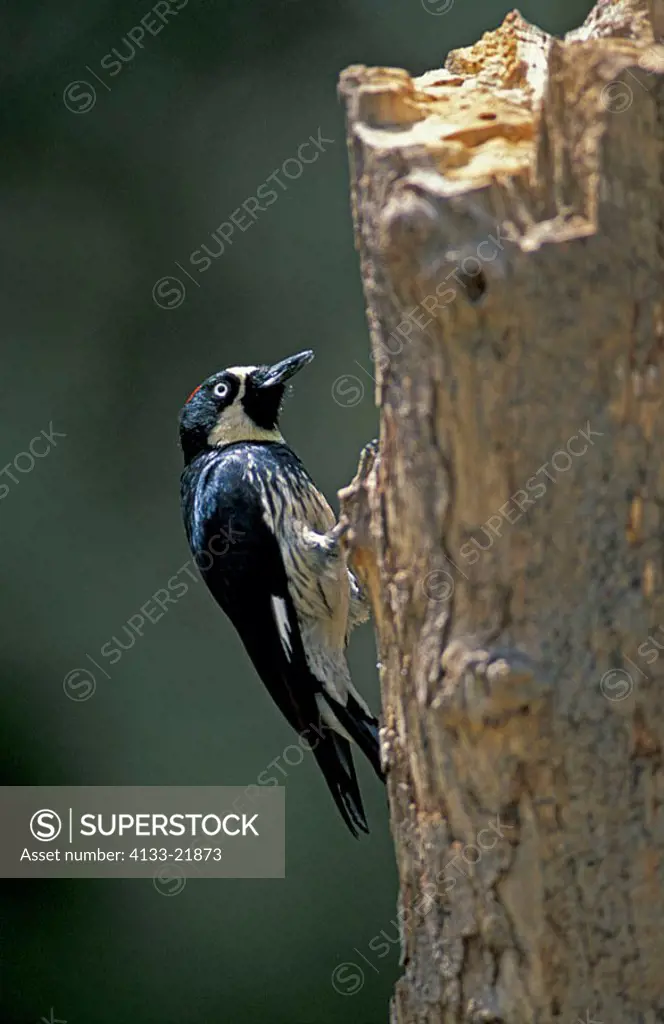 Acorn Woodpecker Melanerpes formicivorus Arizona USA