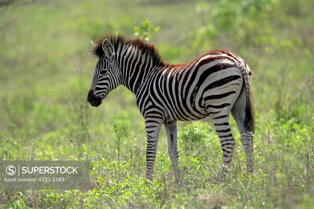 Plains Zebra,Burchell´s Zebra,Equus burchelli antiquorum,Kruger National Park,South Africa,young