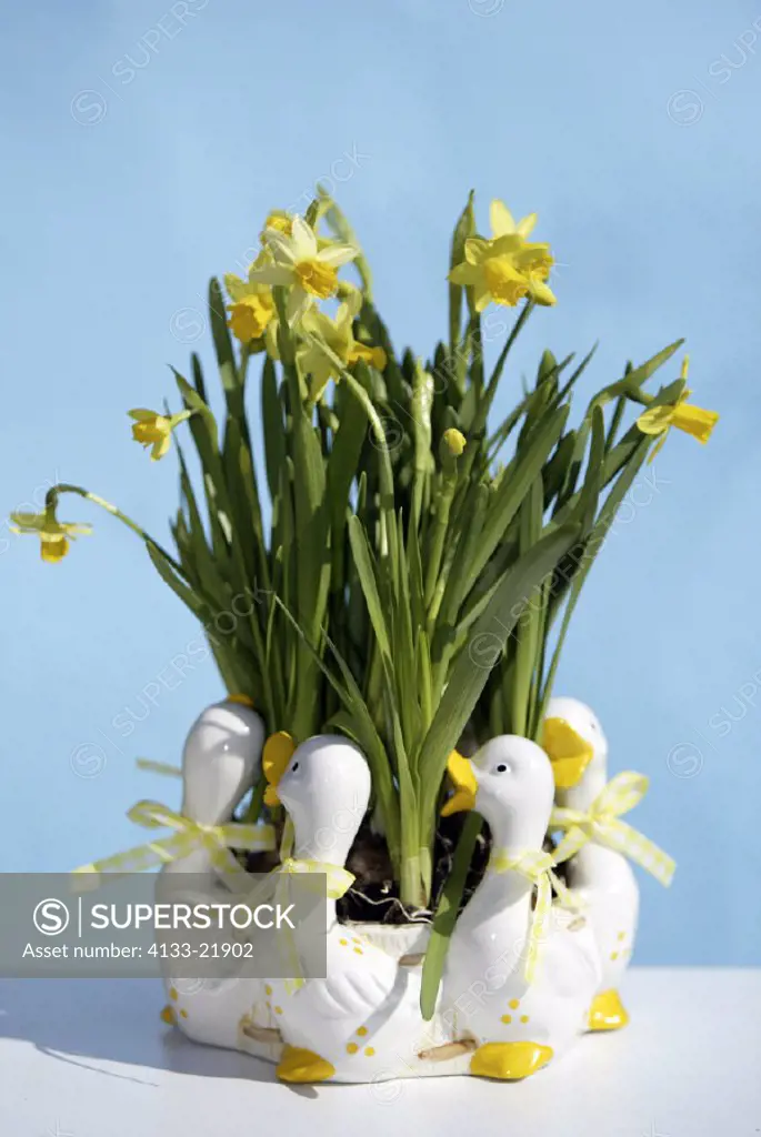 Easter Plantation , Easter Bowery , Daffodil , Narcissus , Germany , Europe , bloom