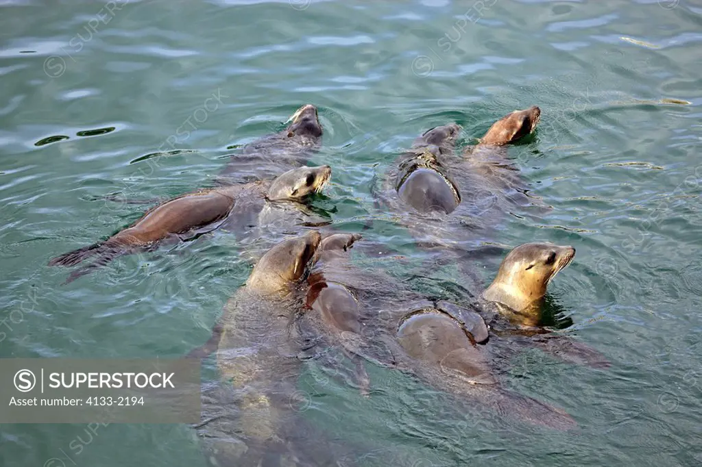 Californian Sea Lion,Zalophus californianus,Monterey,California,USA,group in water