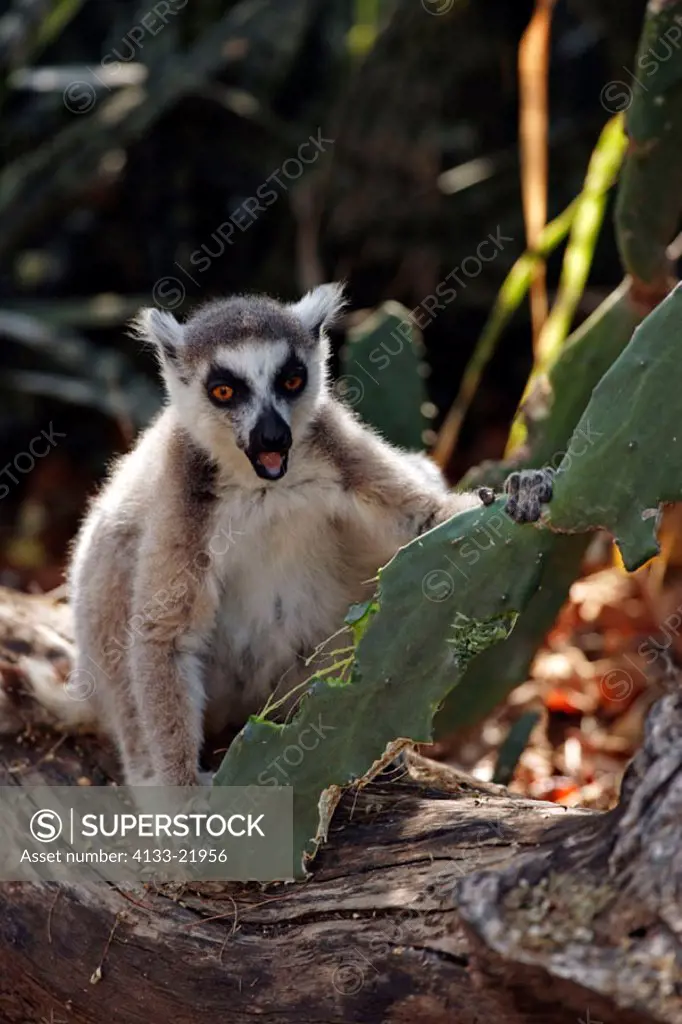 Ring Tailed Lemur, Lemur catta, Berenty Game Reserve, Madagascar, adult feeding on cactus