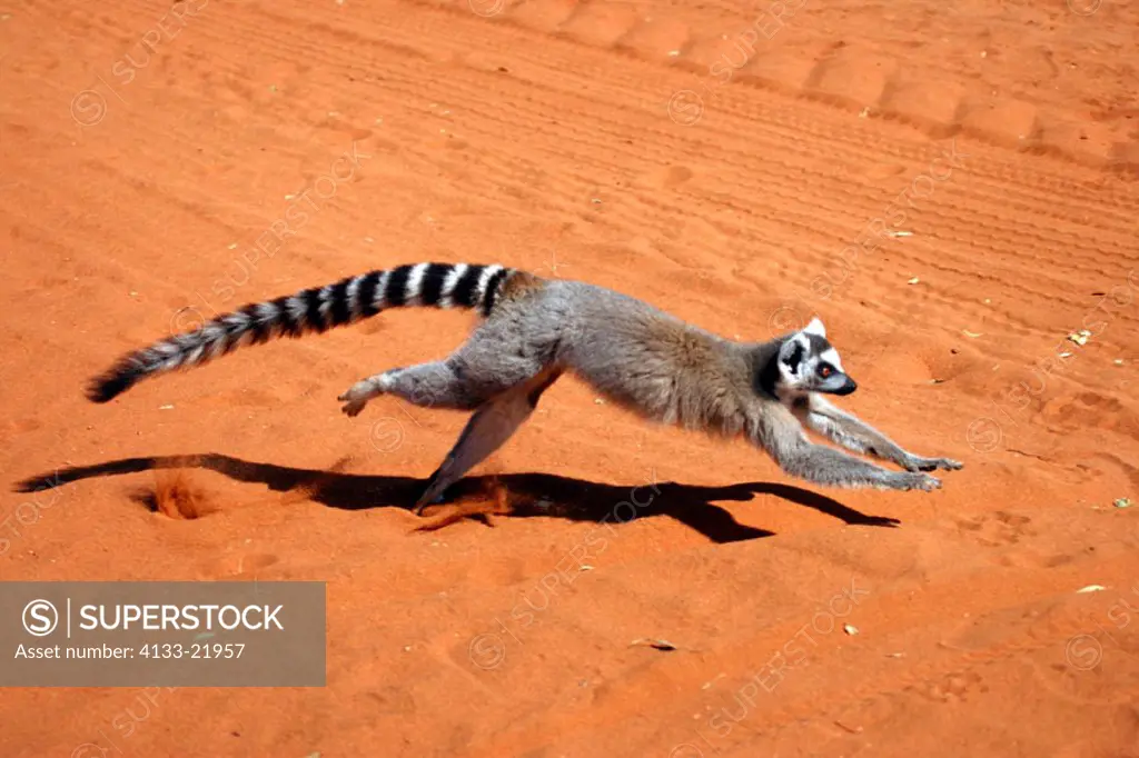 Ring Tailed Lemur, Lemur catta, Berenty Game Reserve, Madagascar, adult running