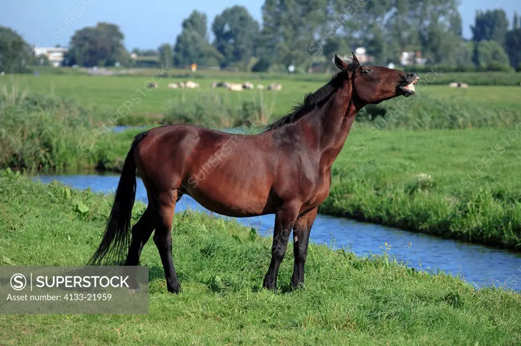 Domestic Horse,Equus caballus,Netherlands,Adult,Araber,thoroughbred young mare