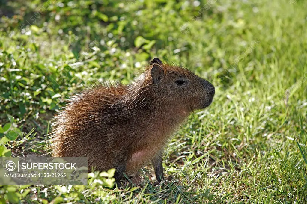 Capybara,Hydrochoerus hydrochaeris,Pantanal,Brazil,young