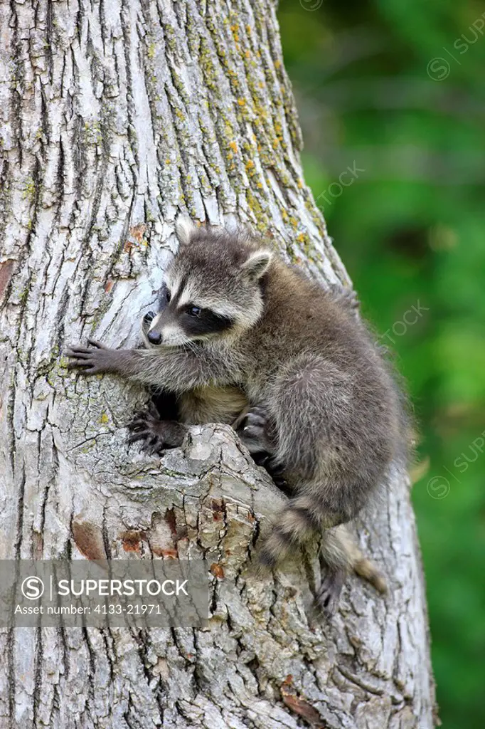 North American Raccoon,Procyon lotor,Minnesota,USA,young climbing at den