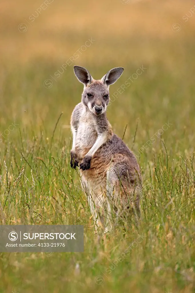 Eastern Grey Kangaroo,Macropus giganteus,Australia,young