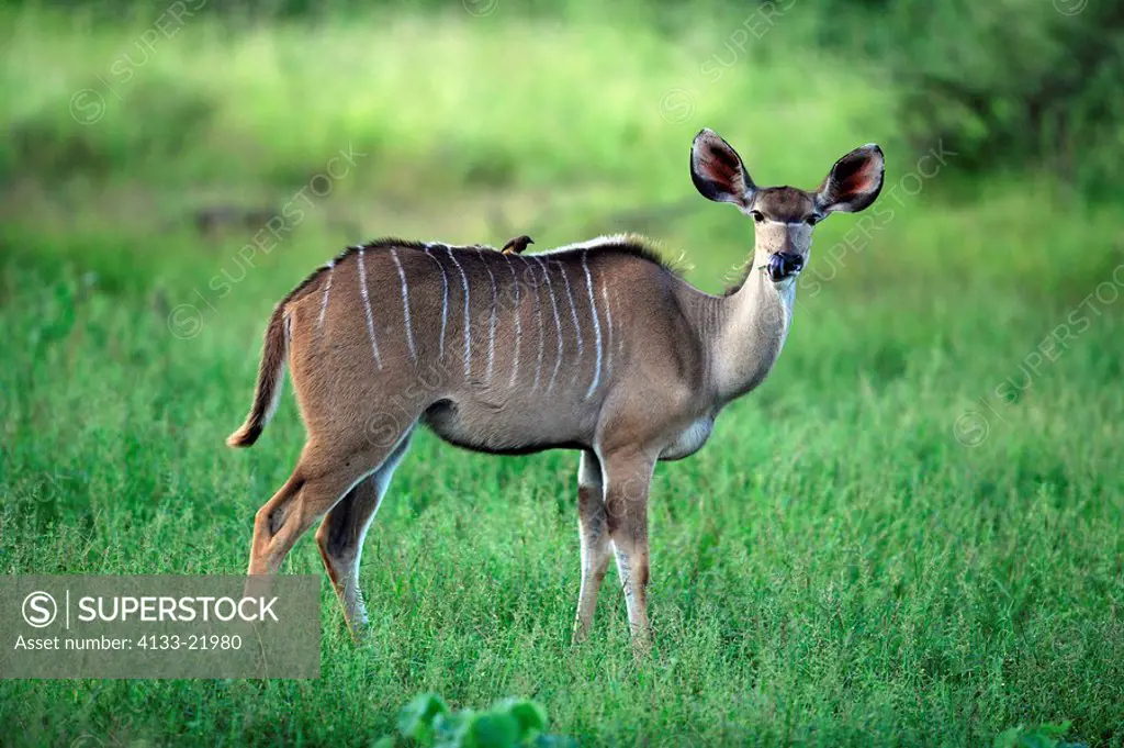 Greater Kudu,Tragelaphus strepsiceros,Kruger Nationalpark,South Africa,adult female with oxpecker