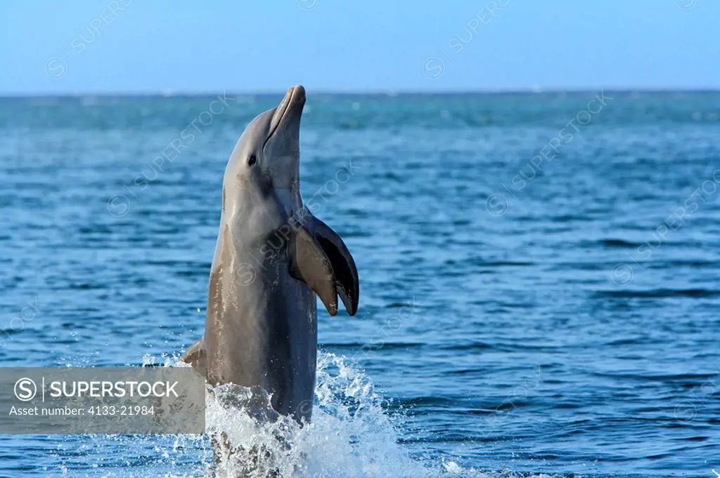 Bottle_nosed Dolphin,Bottle Nosed Dolphin,Bottle Nose Dolphin,Tursiops truncatus,Roatan,Honduras,Caribbean,Central America,Lateinamerica,adult tail_wa...