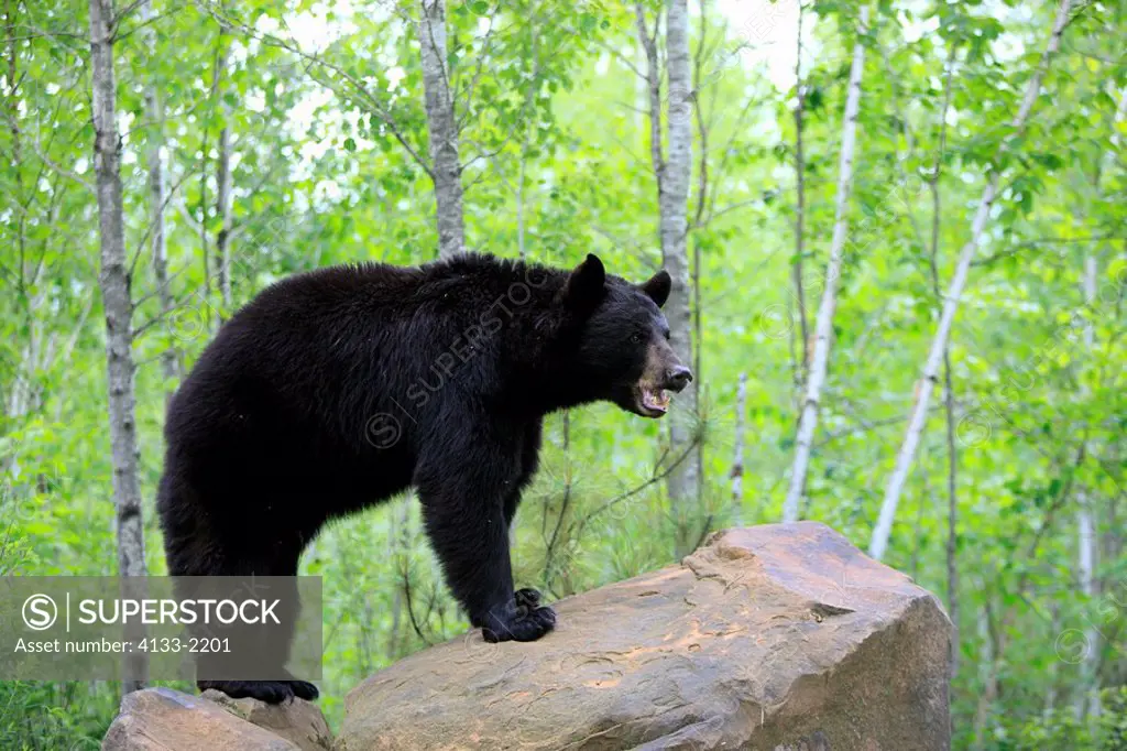 Black Bear,Ursus americanus,Minnesota,USA,adult on rock