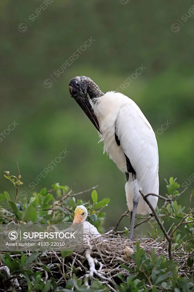 Wood Stork,Mycteria americana,Florida,USA,adult with young on nest