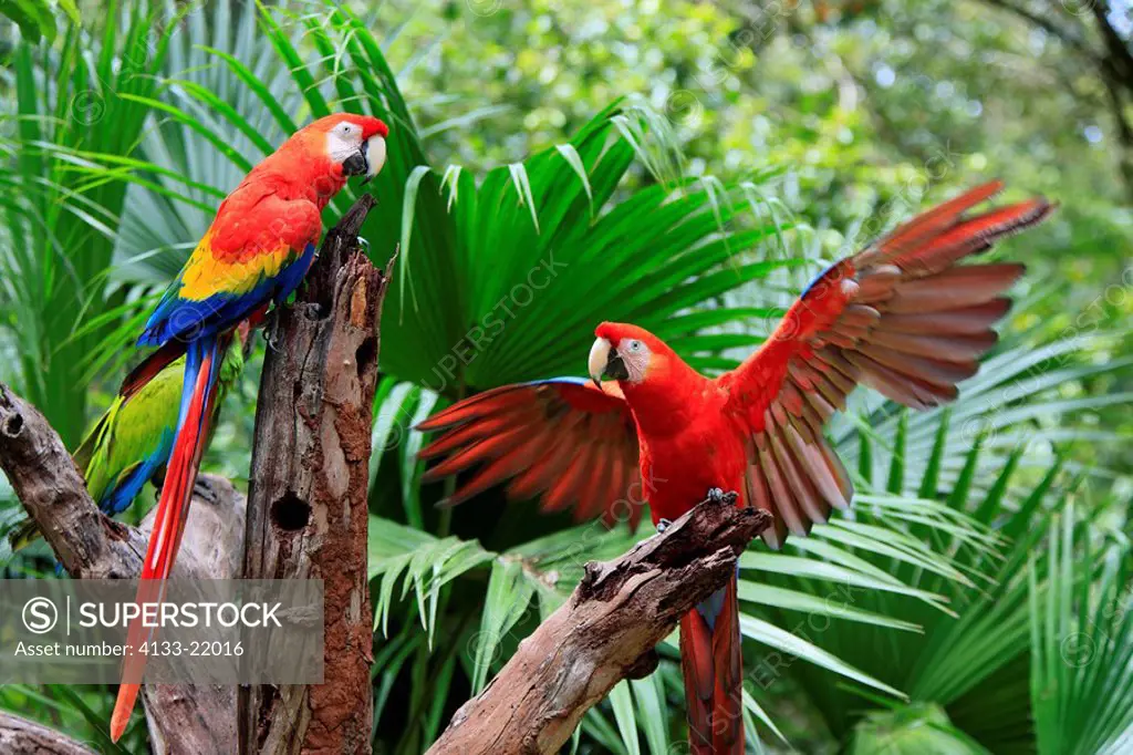 Scarlet Macaw,Ara macao,Roatan,Honduras,Caribbean,Central America,Latin America,two adults on branch