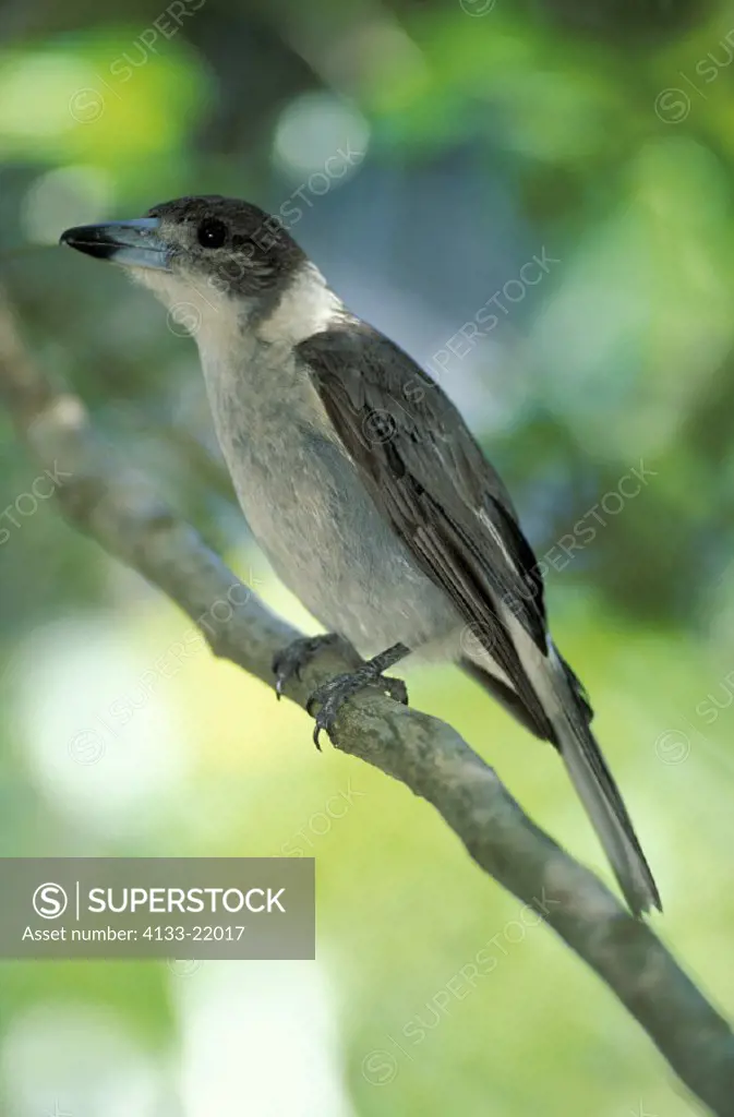 Grey Butcherbird , Cracticus torquatus , Australia , adult on tree