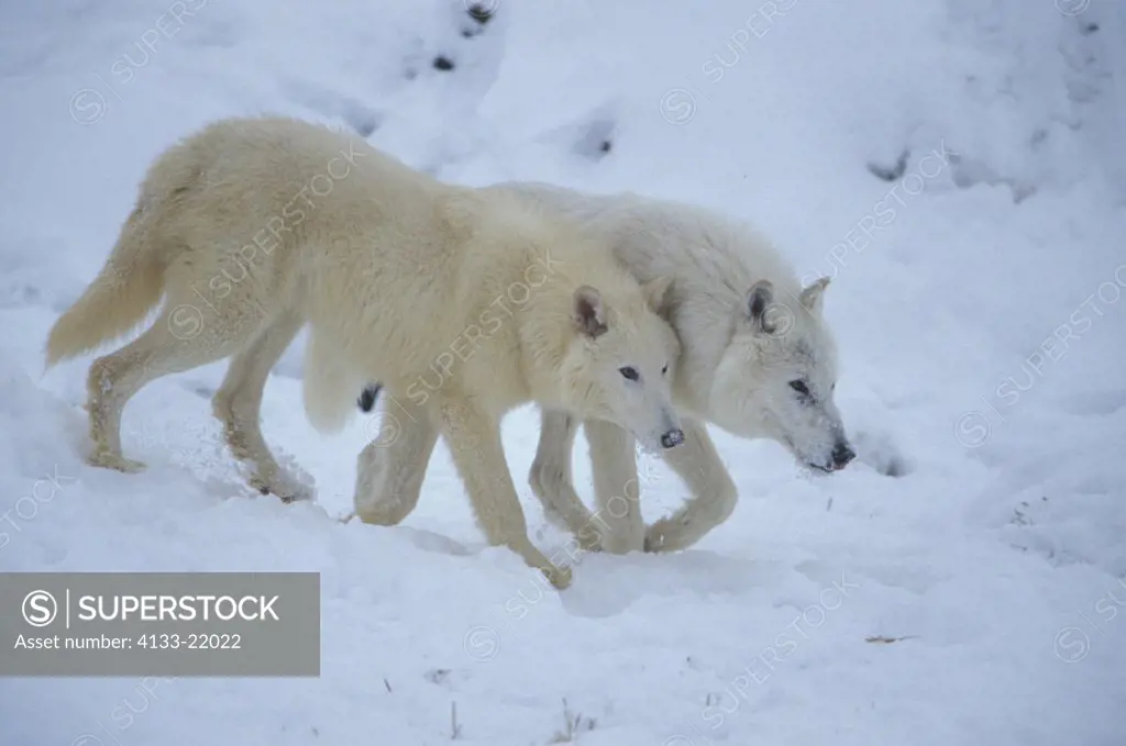 Grey Wolf , Gray Wolf , White Wolf , Canis lupus tundrorum , Adult on rock