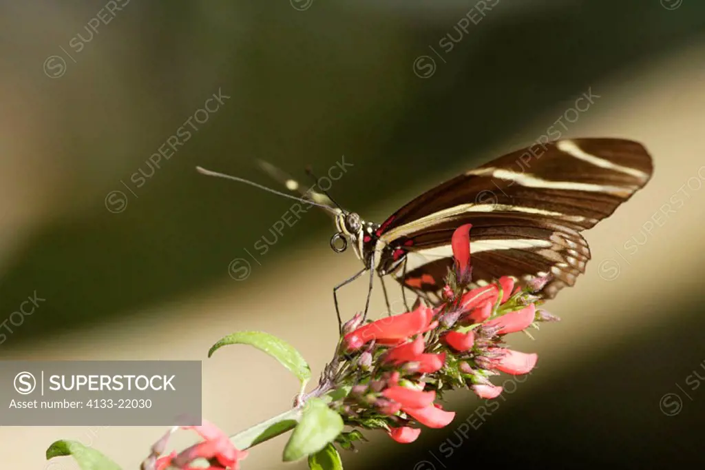 Zebra Butterfly, Heliconius charitonius, Florida, USA, imago feeding on bloom