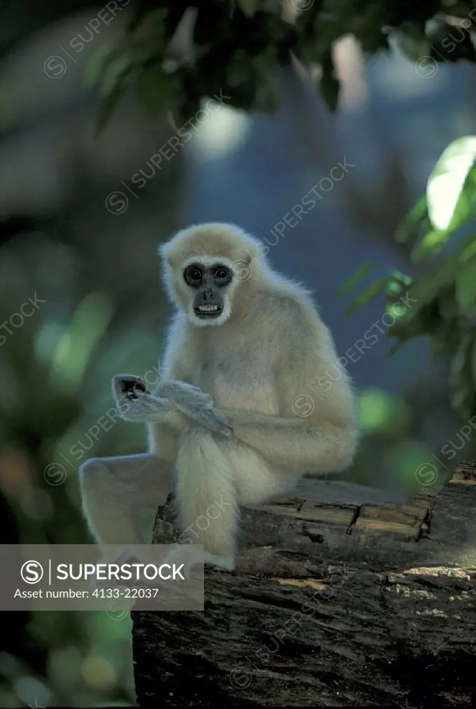 White Handed Gibbon , Hylobates lar , Asia , adult