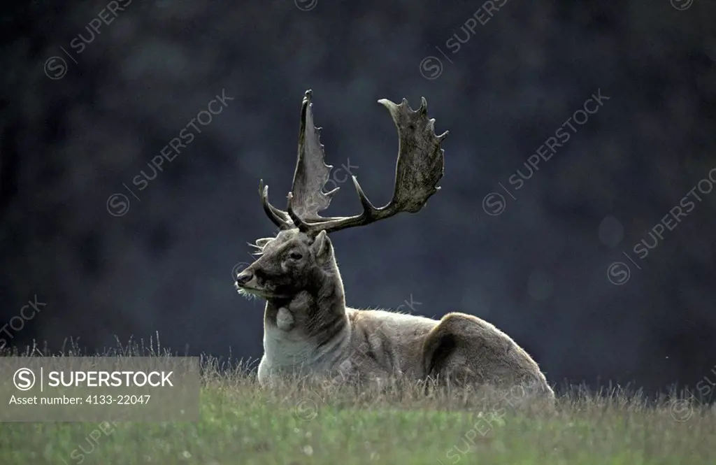 Fallow Deer,Cervus dama,Germany,Europe,adult male resting