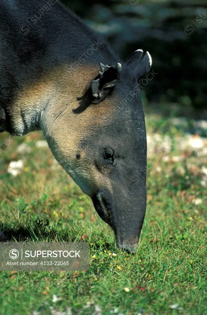 Bairds Tapir,Tapirus baird,Latin America,adult feeding Portrait
