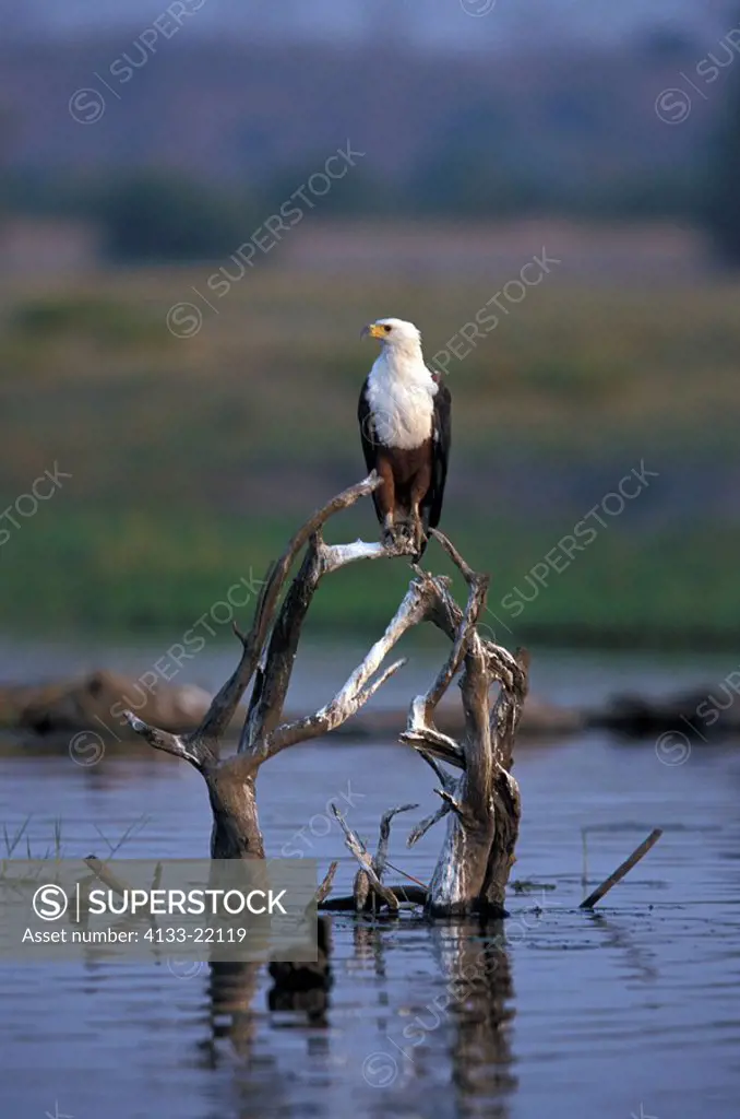 African Fish Eagle,Haliaeetus vocifer,Chobe Nationalpark,Botswana,Africa,adult on branch