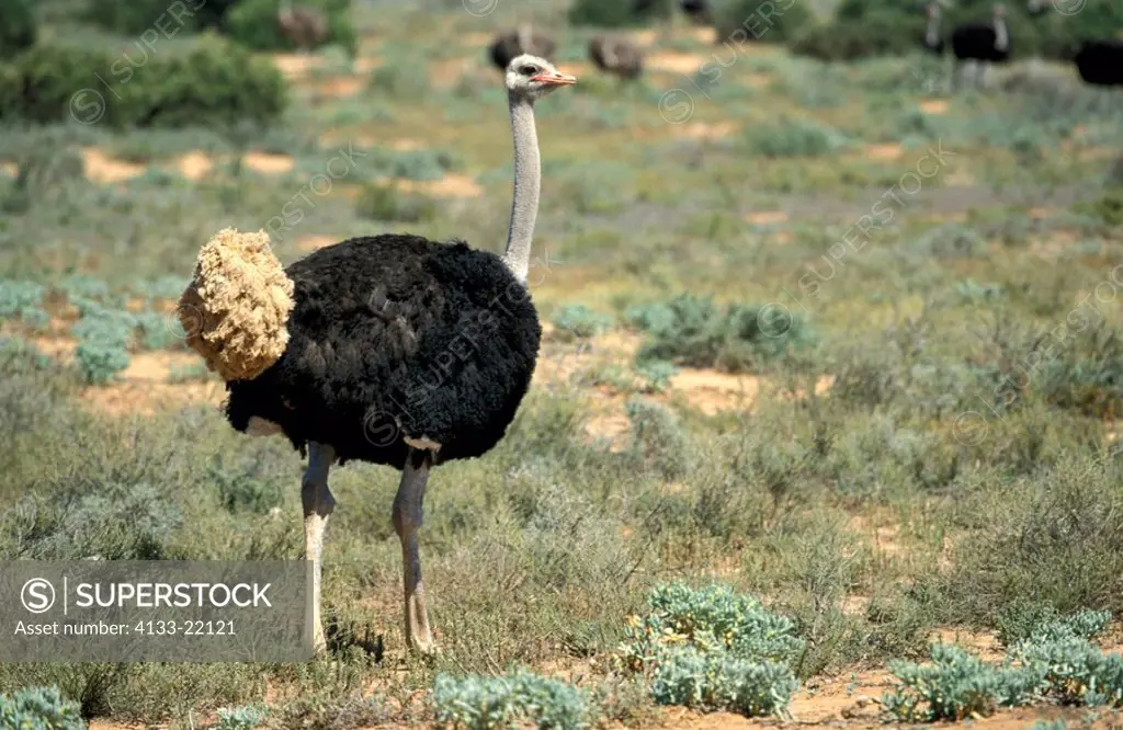 South African Ostrich,Struthio camelus australis,Oudtshoorn,Karoo,South Africa,Africa,adult male