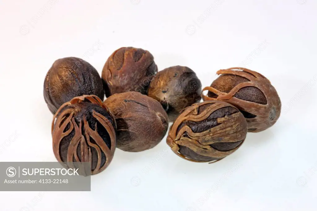 Nutmeg, Myristica fragrans, Germany, fruit