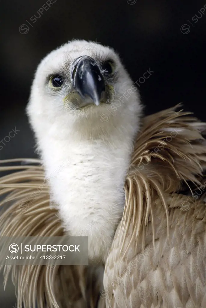 Griffon Vulture , Gyps fulvus , Europe , Spain , adult , Portrait