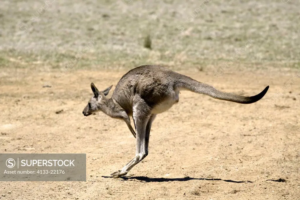 Eastern Grey Kangaroo Macropus giganteus Australia