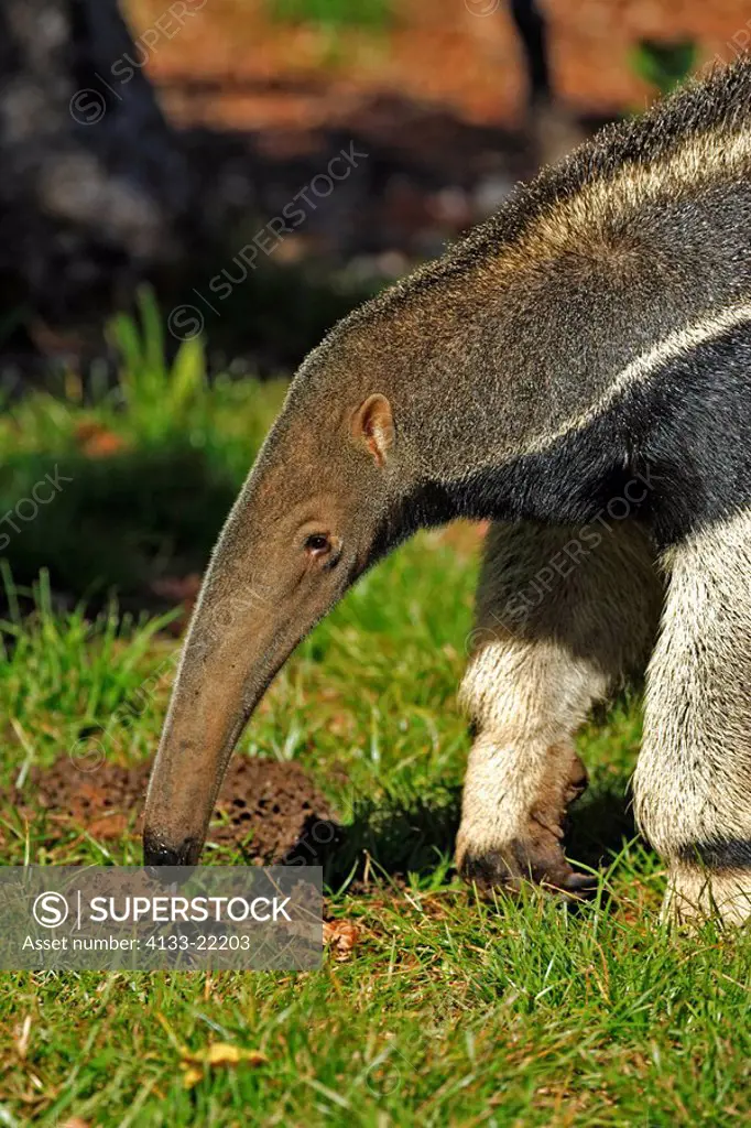 Giant Anteater,Myrmecophaga tridactyla,Pantanal,Brazil,adult,feeding,termite hill,termites,Portrait