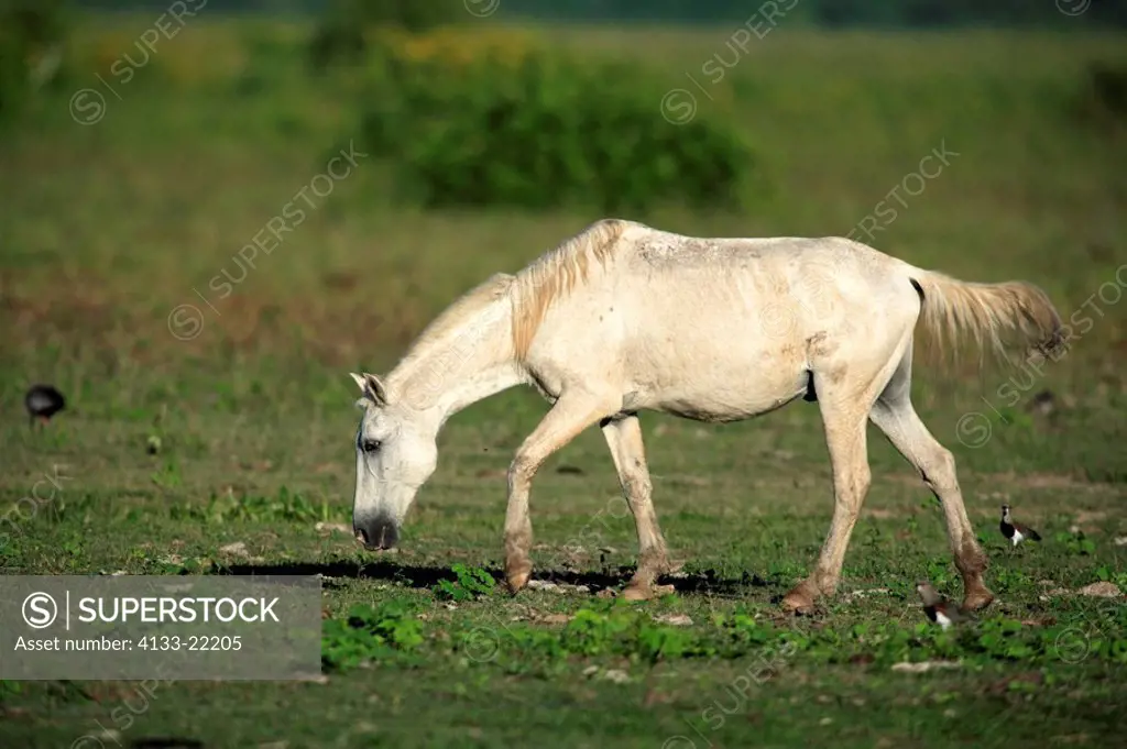 Pantaneiro Horse,Pantanal,Brazil,adult,feeding on grass