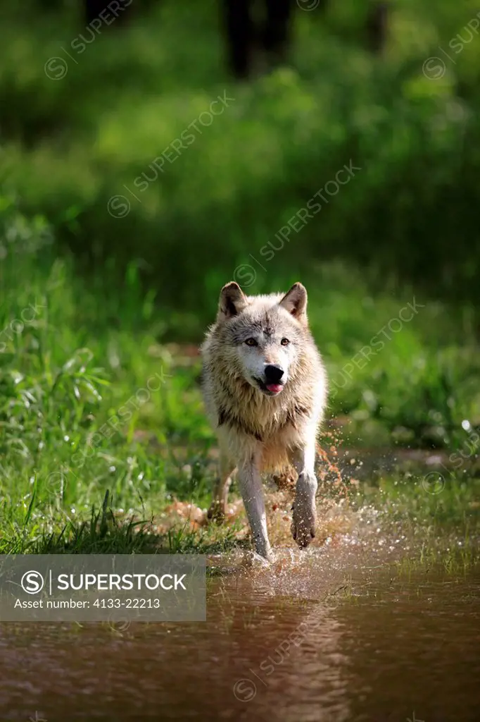 Gray Wolf,Grey Wolf,Canis lupus,Minnesota,USA,adult running through water