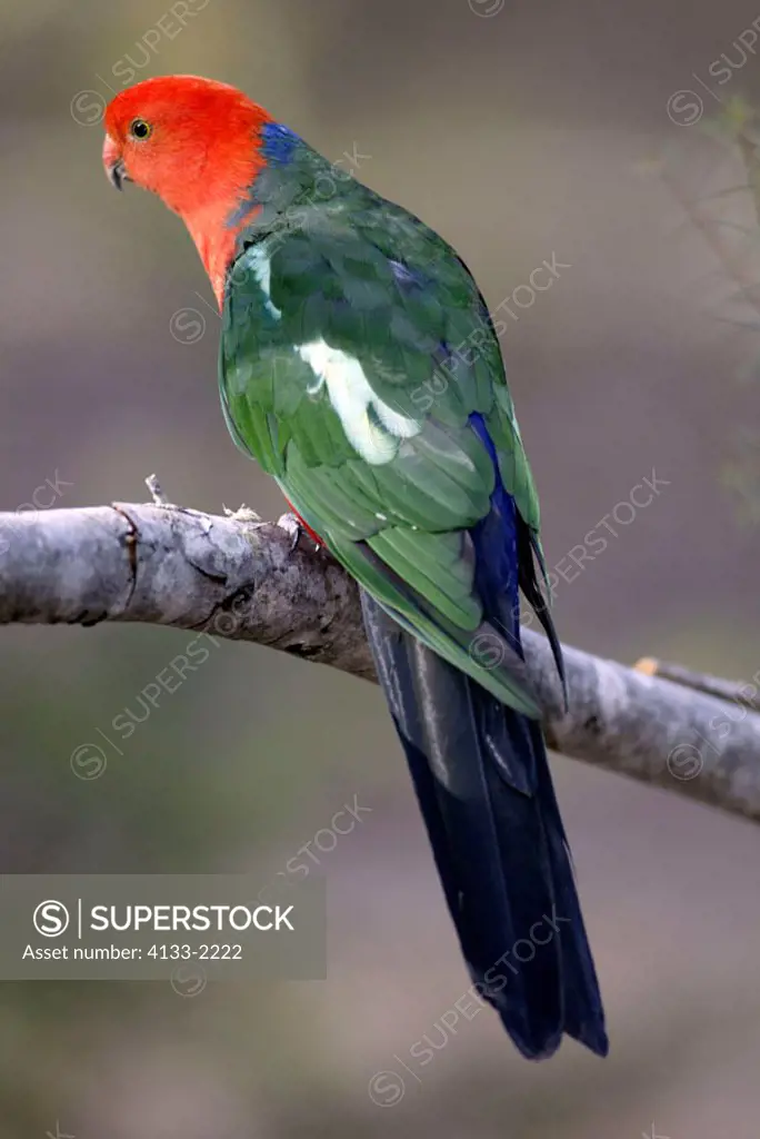 Australian King Parrot Alisterus scapularis Australia