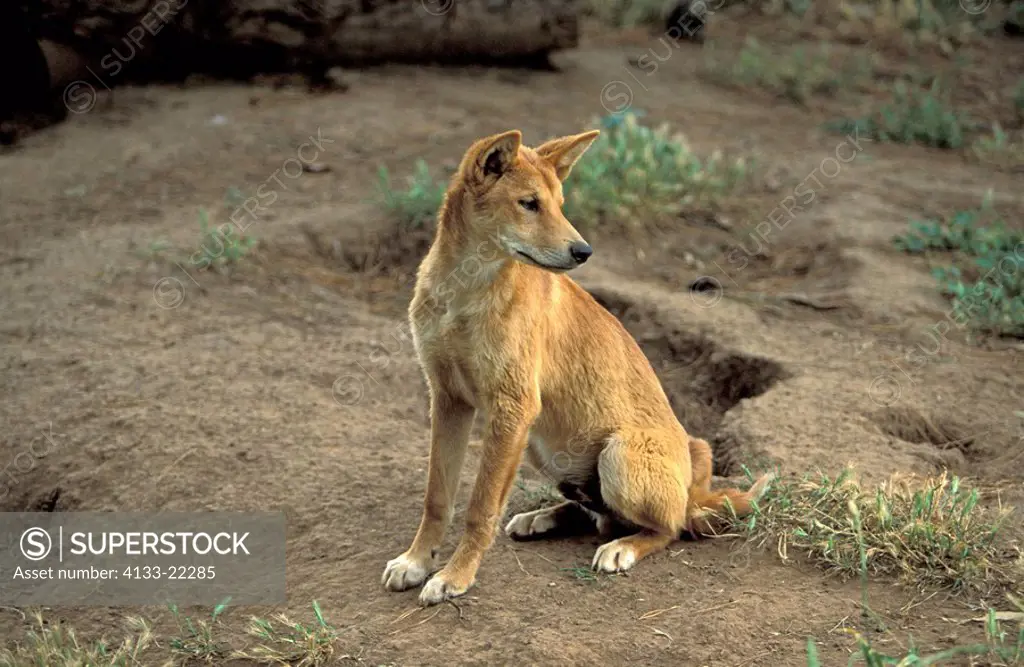 Dingo,Canis familiaris dingo,Australia,adult