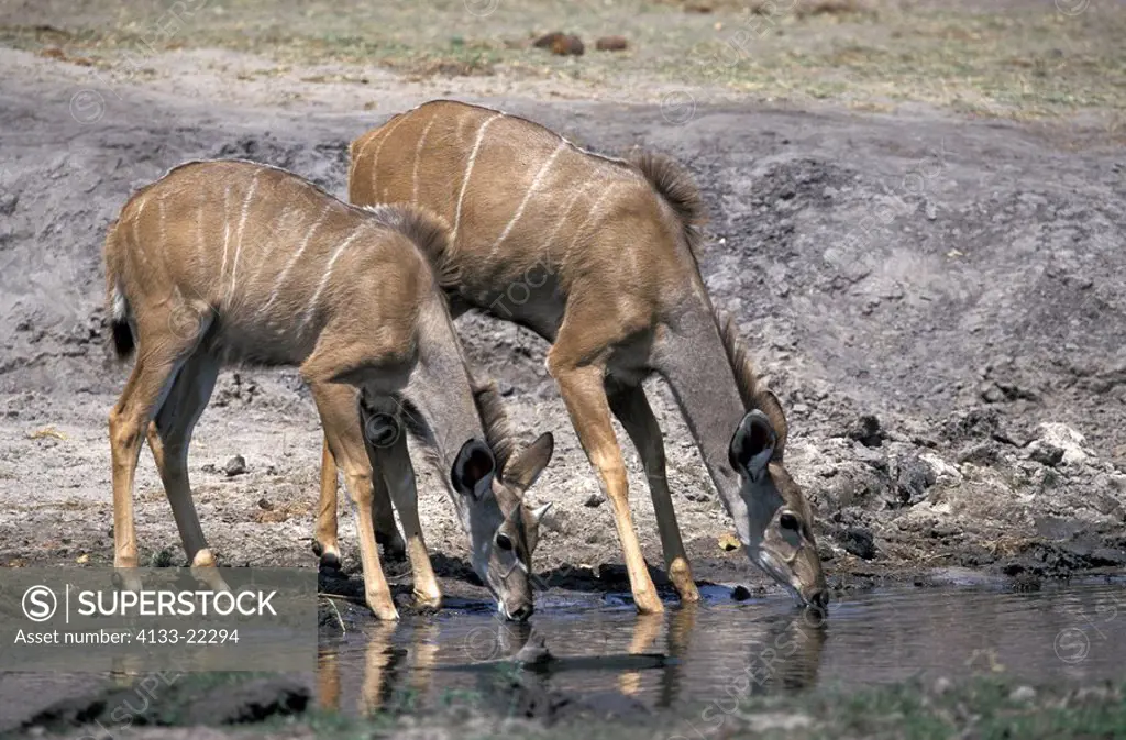 Greater Kudu,Tragelaphus strepsiceros,Chobe Nationalpark,Botswana,Africa,adult,female,at water,drinking