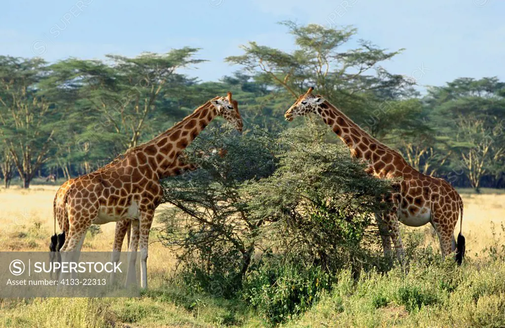 Rothschild Giraffe,Giraffa camelopardalis rothschildi,Nakuru Nationalpark,Kenya,Africa,adults feeding