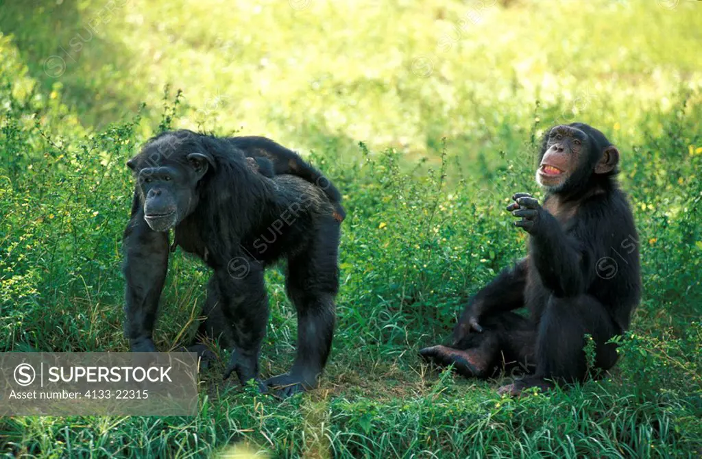 Chimpanzee,Pan troglodytes troglodytes,Africa,adult female with subadult