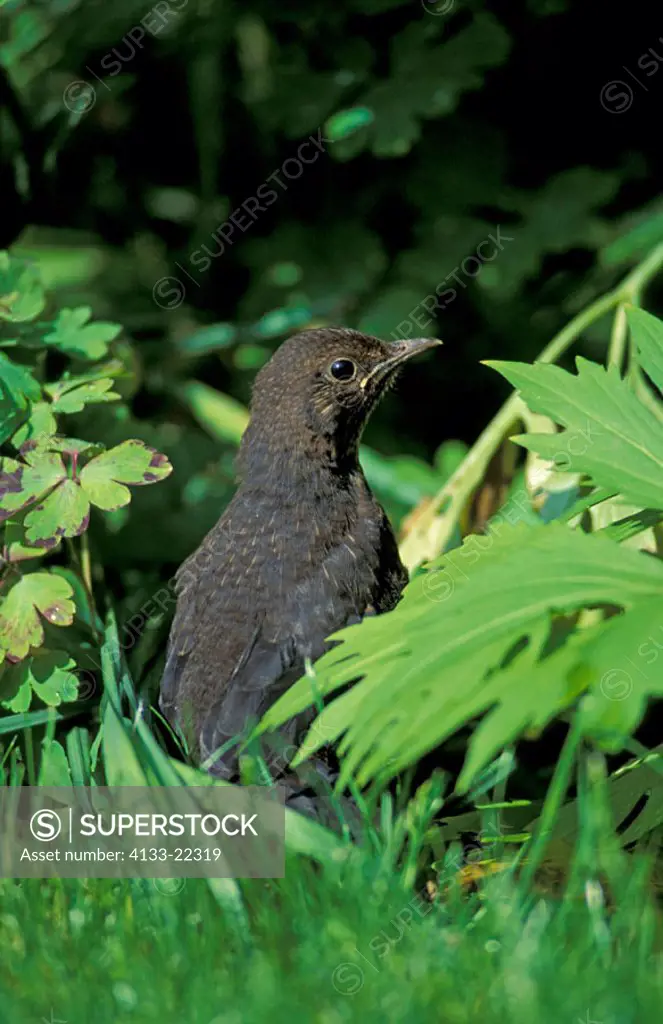 Blackbird, Turdus merula, Germany, young